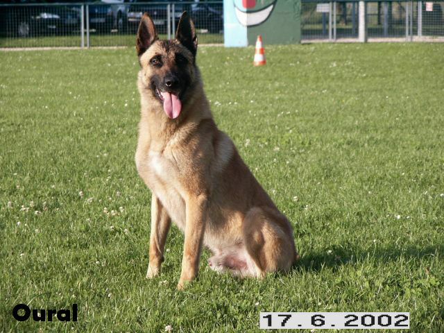 les chiens-oural-2-008.jpg